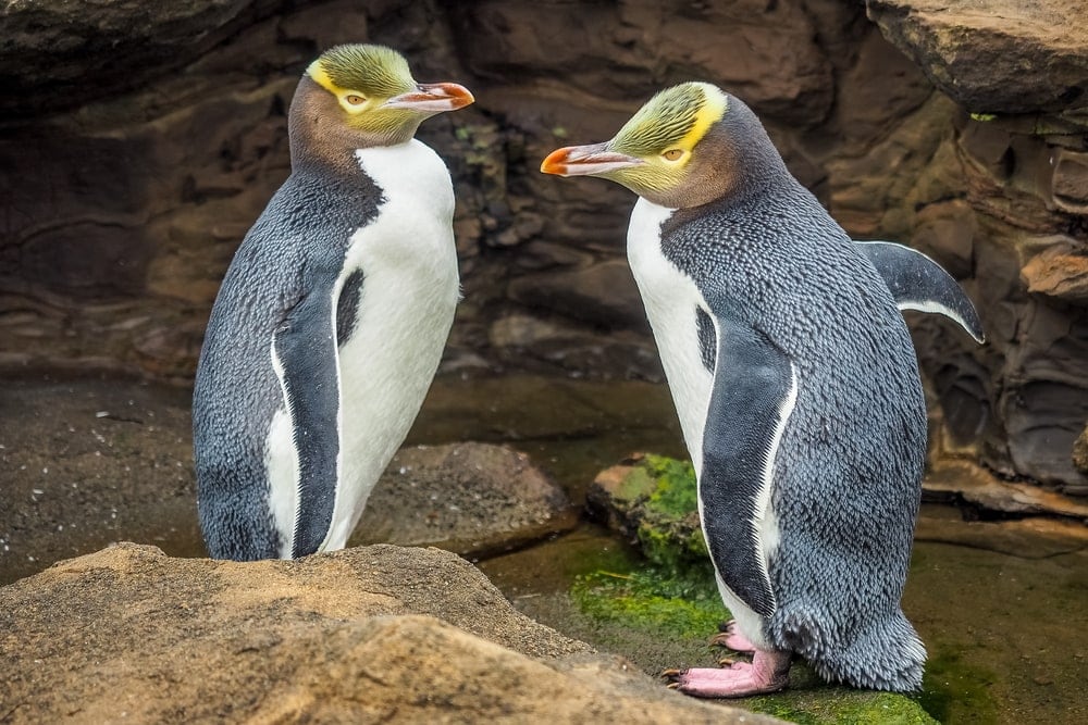 a closeup photo of two Yellow-Eyed Penguin
