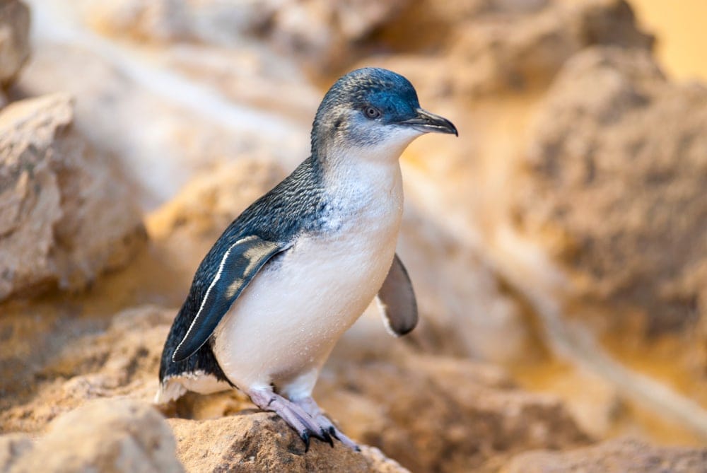 a closeup photo of Little Penguin