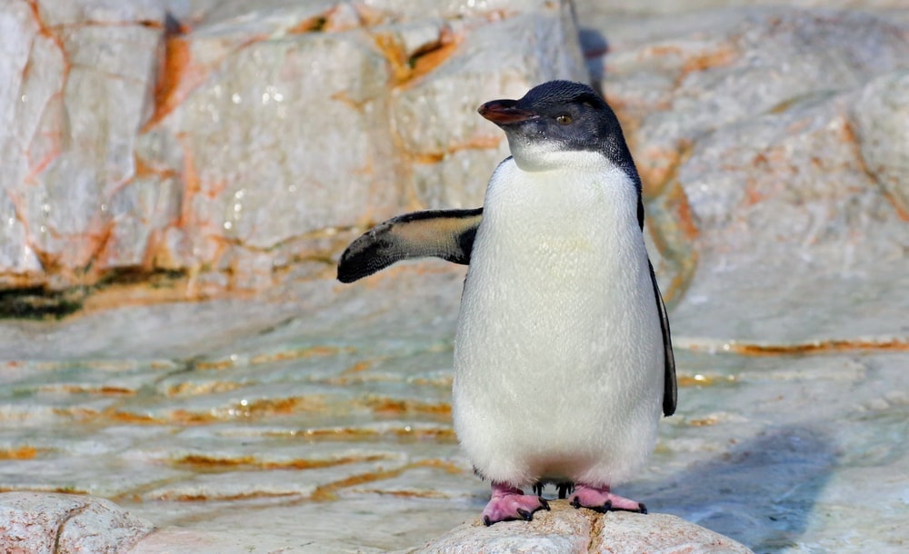 a closeup photo of white flippered penguin