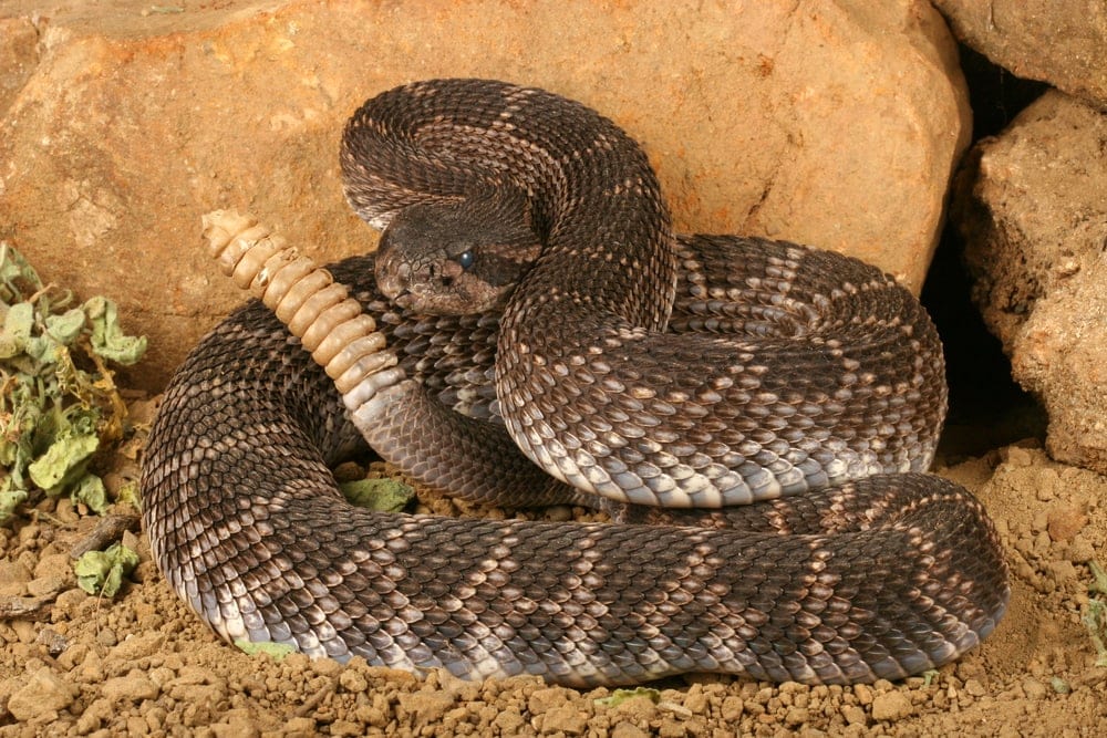 a rattlesnake curled up