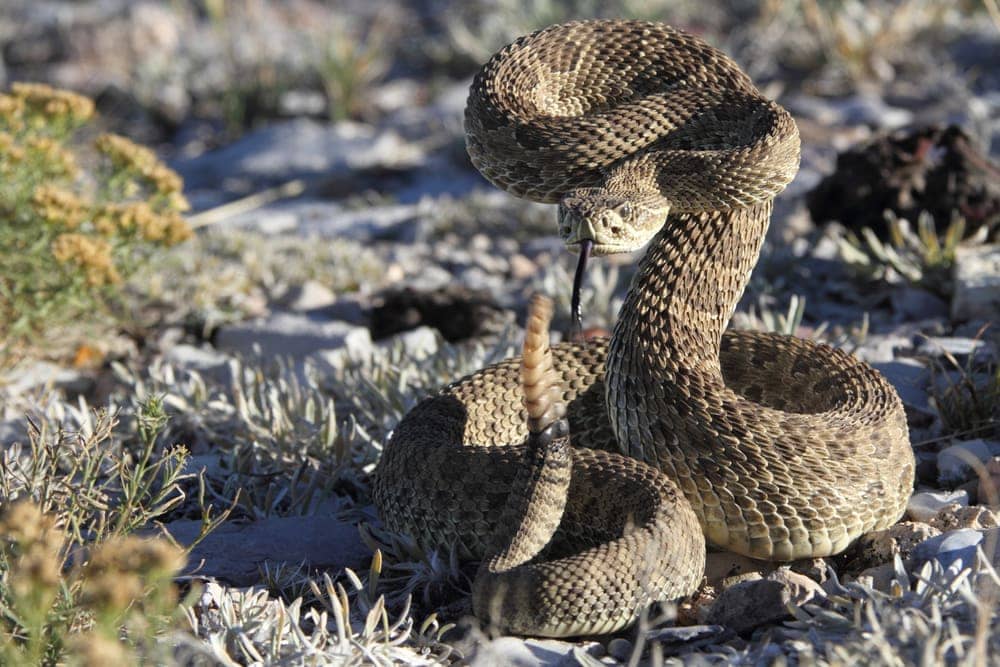 rattlesnake ready to attack