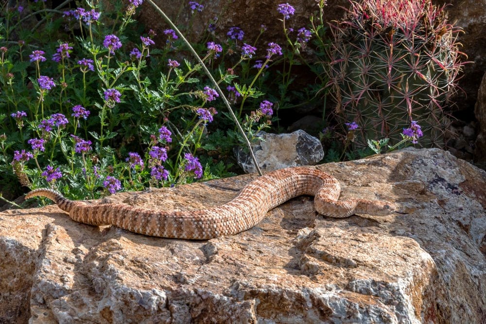 a rattlesnake on a big rock