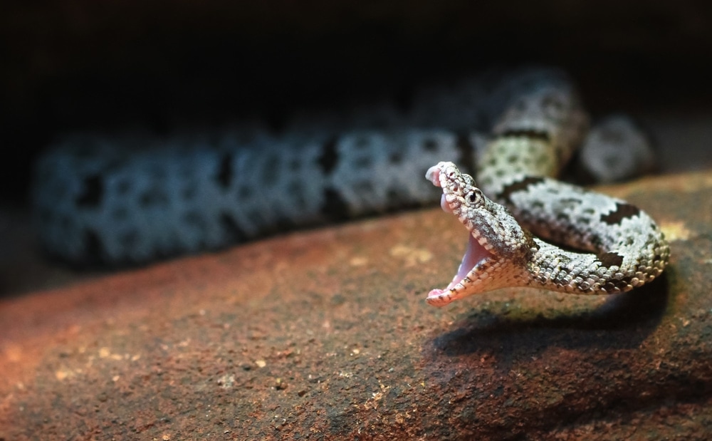 a rattlesnake with its mouth opened wide