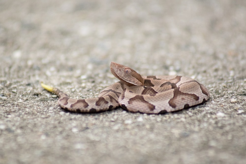 a snakelet crawled up on the ground