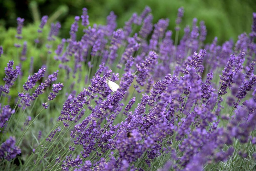 a small white butterfly in a lavender field