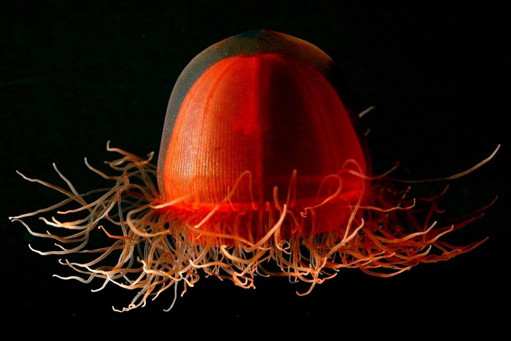 image of a Deep red jellyfish, Crossota norvegica