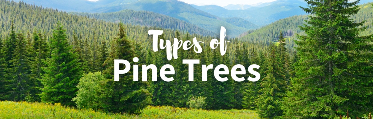 Pine Trees on mountain