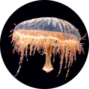 Image of a flower hat jellyfish from class hydrozoa