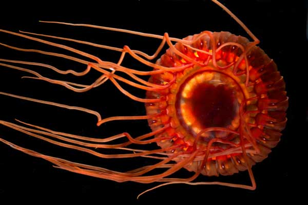 image of a Atolla jellyfish, Atolla wyvillei
