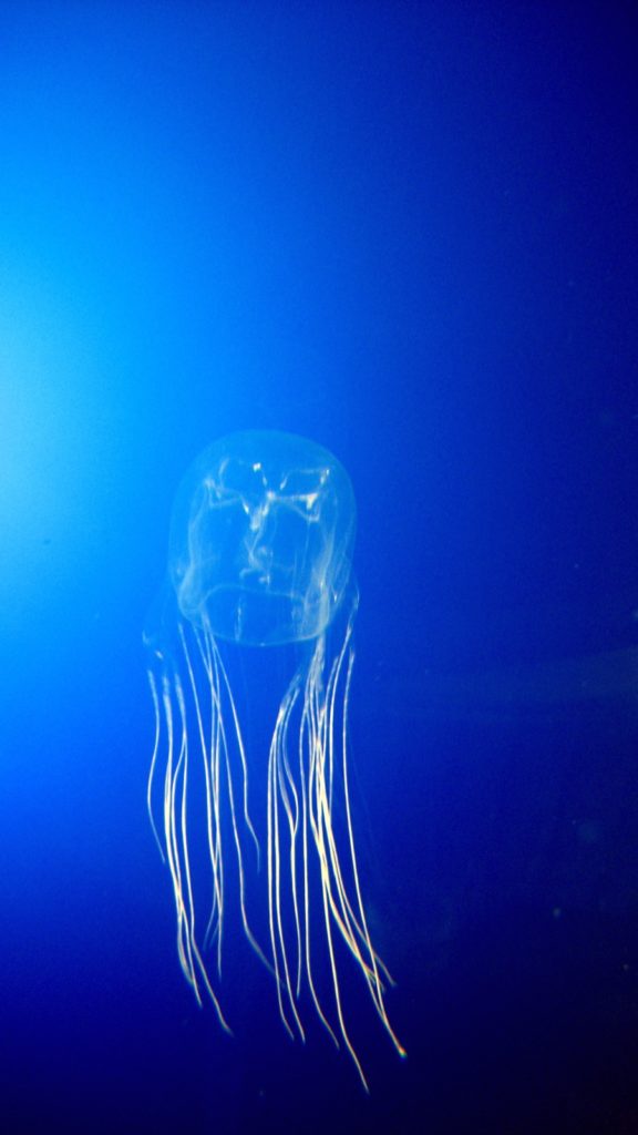 image of a  sea wasp jellyfish, Chironex fleckerii