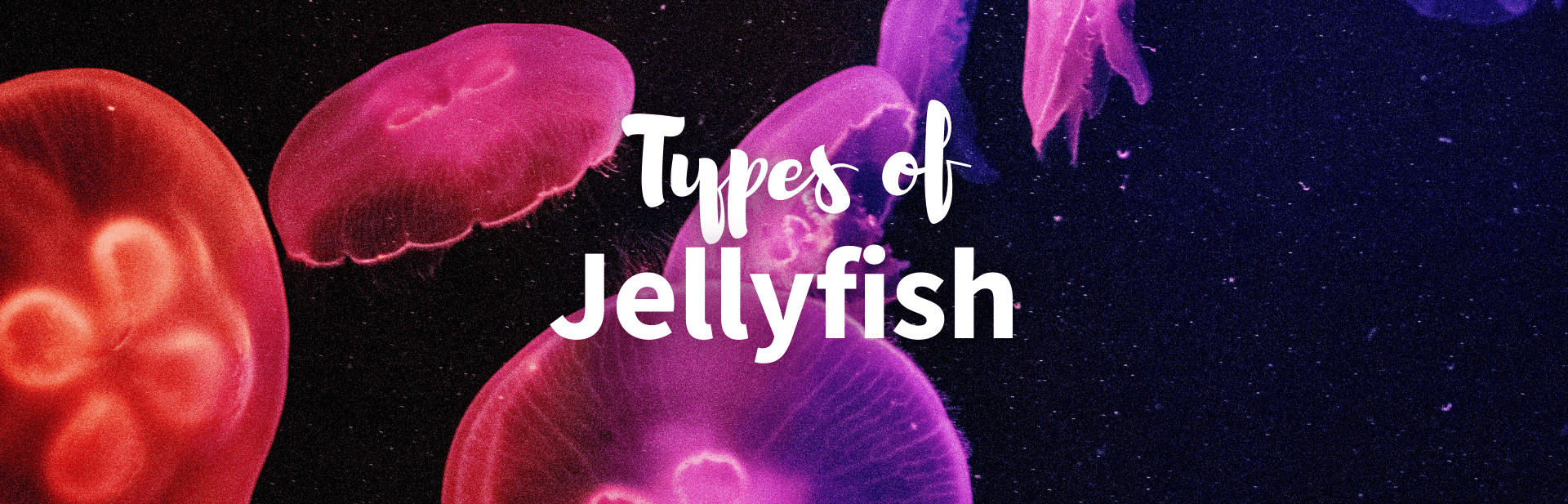 A Deep Dive into the Intriguing World of 15 Different Types of Jellyfish