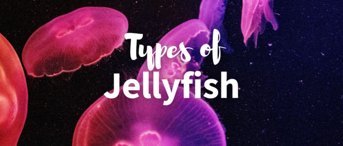 Types of jellyfish featured photo