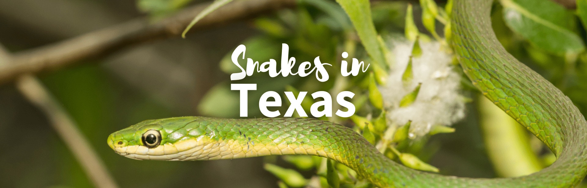 Snakes in Texas: 9 Different Types of Venomous and Nonvenomous Snakes Slithering in Texas