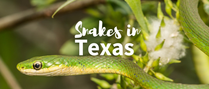 Snakes in Texas Ieatured photo