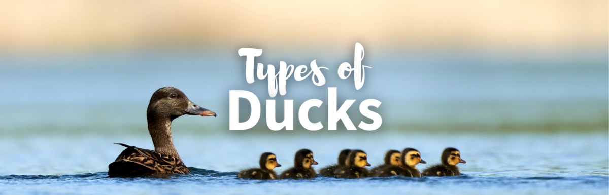 Types of Ducks Featured Photo