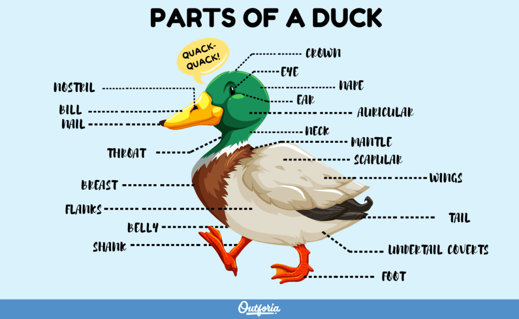 Parts of a duck chart