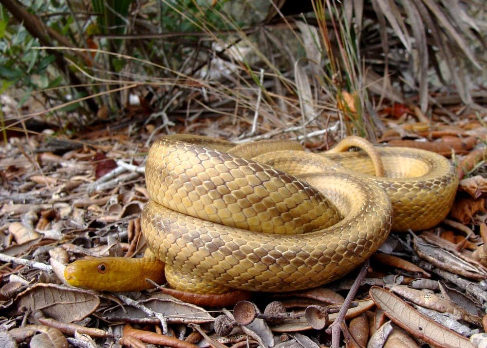 Image of a texas snake coiled on dead leaves