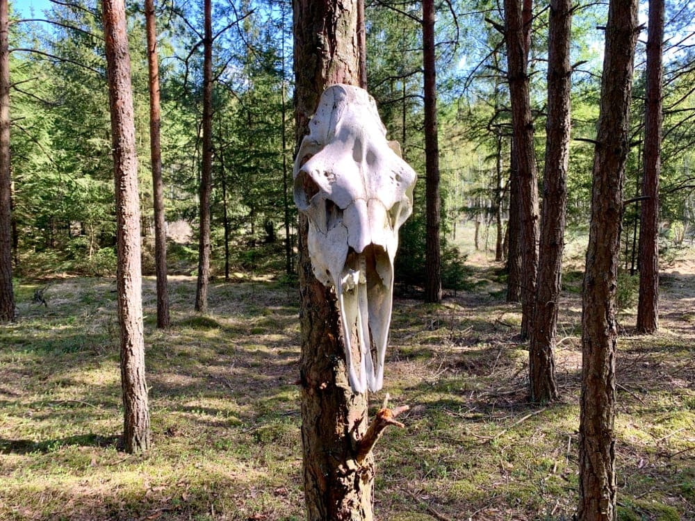 Moose skull hanging in the tree
