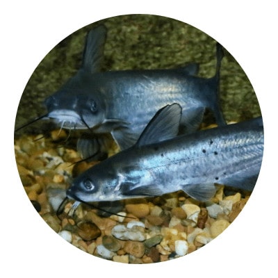 Most common catfish icon