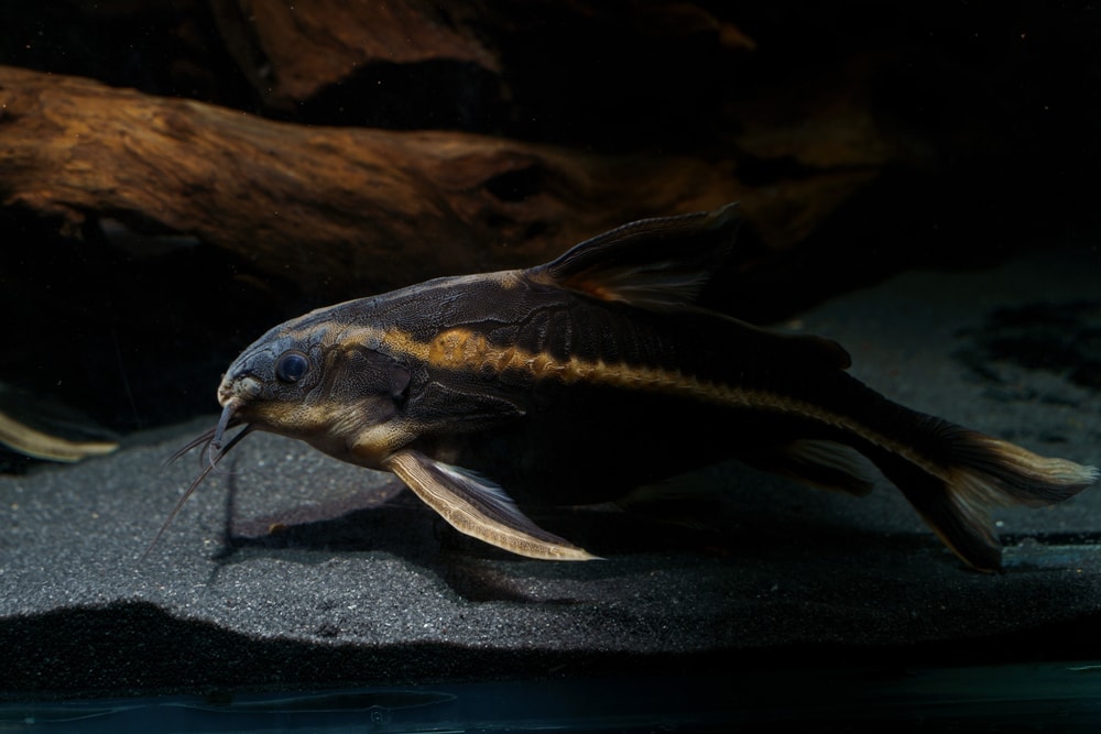 Striped raphael catfish in the dark