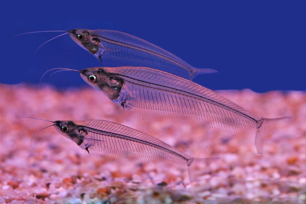 Three glass catfish with pink reflection