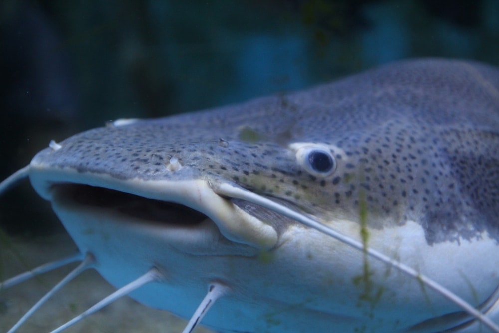 Close up photo of catfish