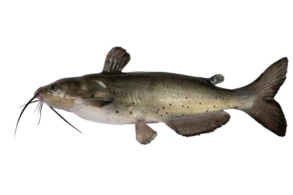 Channel catfish in white background