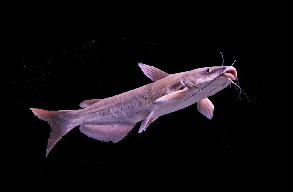 Channel catfish in black background