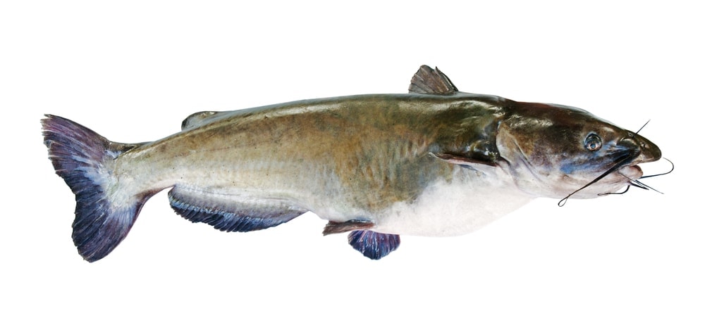 Flathead catfish in white background