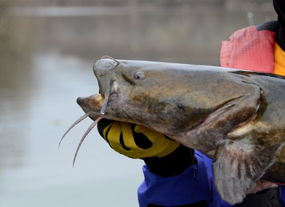 Huge catfish on the hands of fisherman