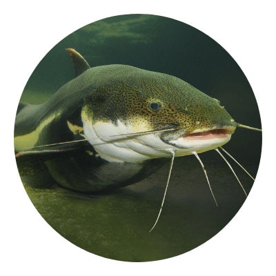 Close-up picture of catfish icon