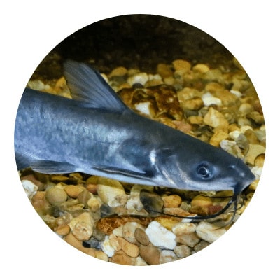 Channel catfish icon
