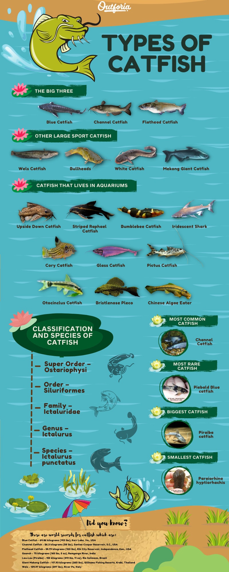 Types of catfish infographic with all different species and classification