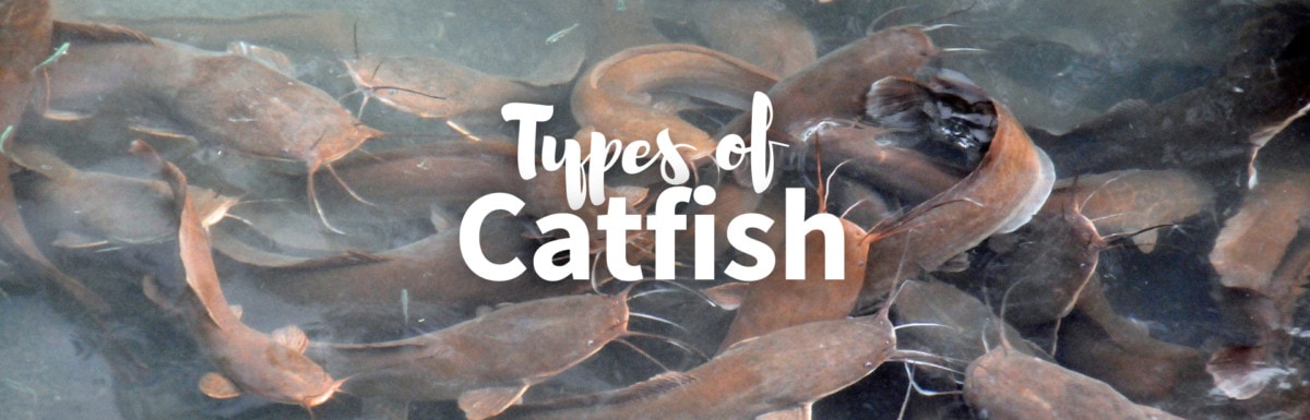 Types of catfish featured image