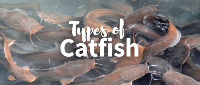 Types of catfish featured image