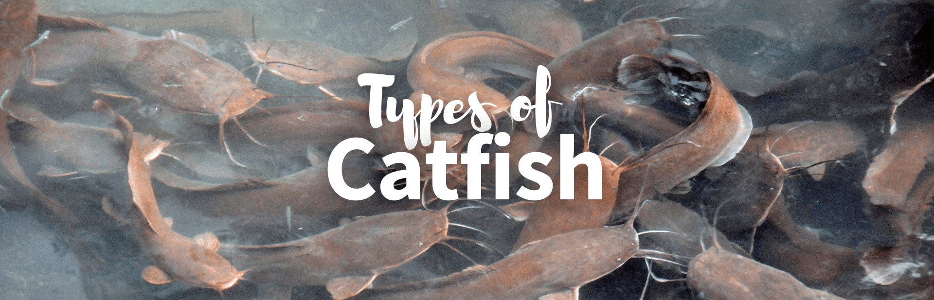 17 Different Types of Catfish: Pictures, Facts, and Guide