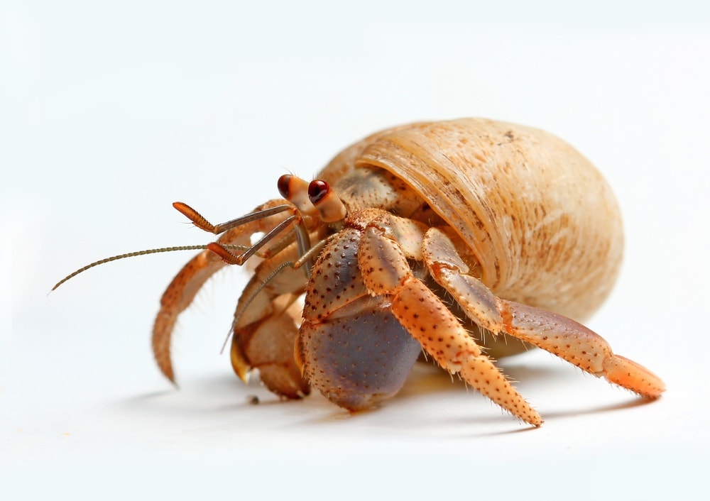 Hermit crabs in white background