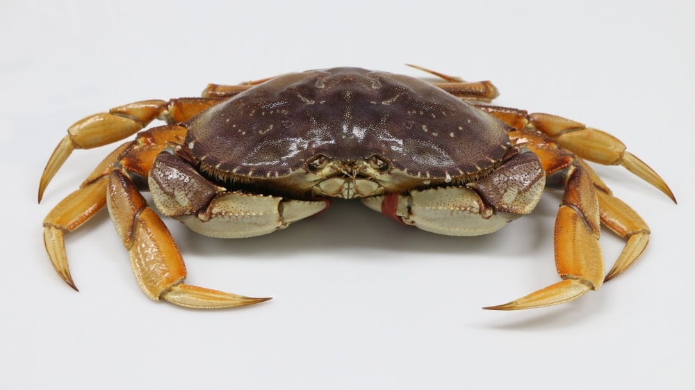 Dungeness crab in white background