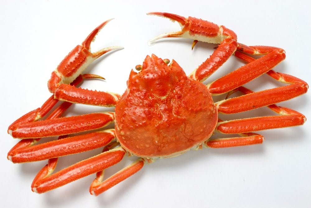 Snow crab in white background