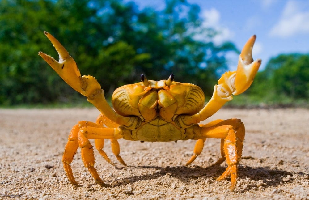 Yellow crab raising its hands
