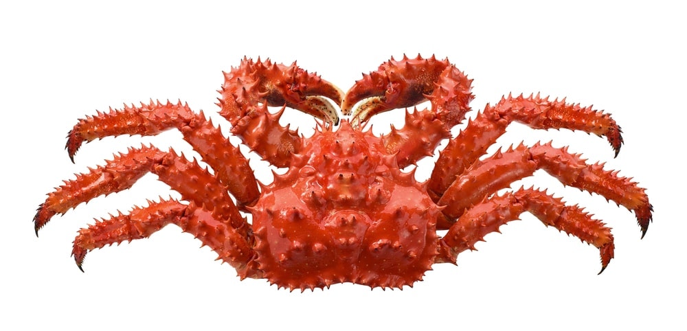 Crown king crab in white background