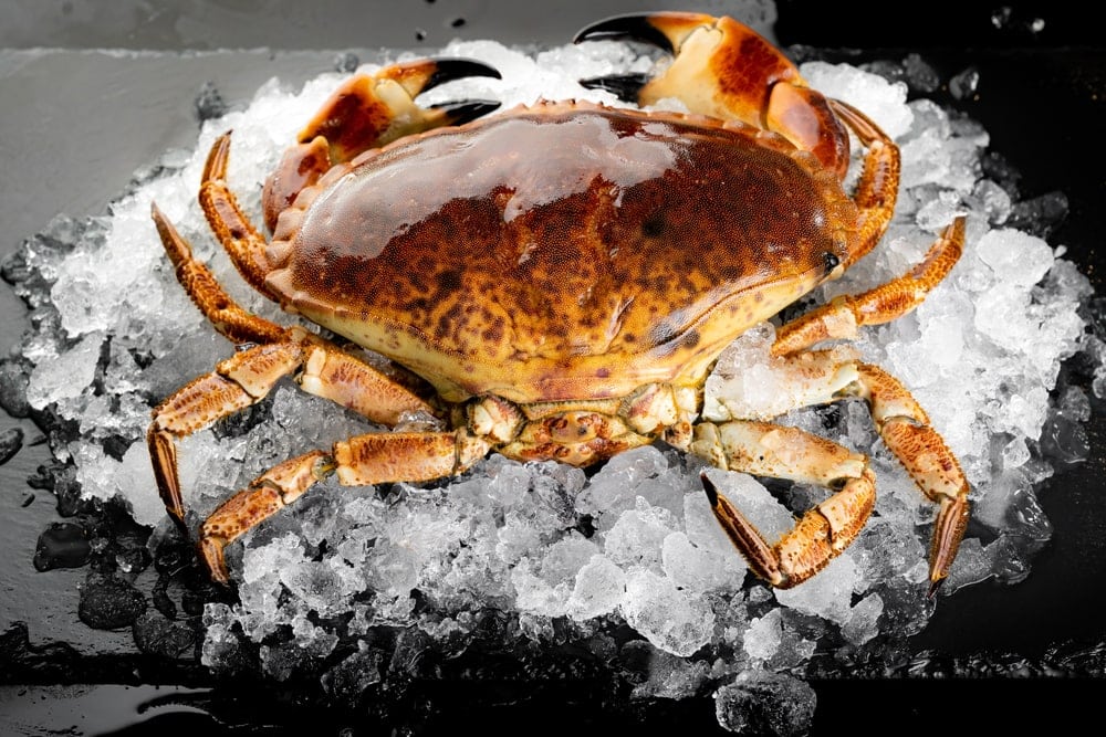 Florida stone crab covered in ice