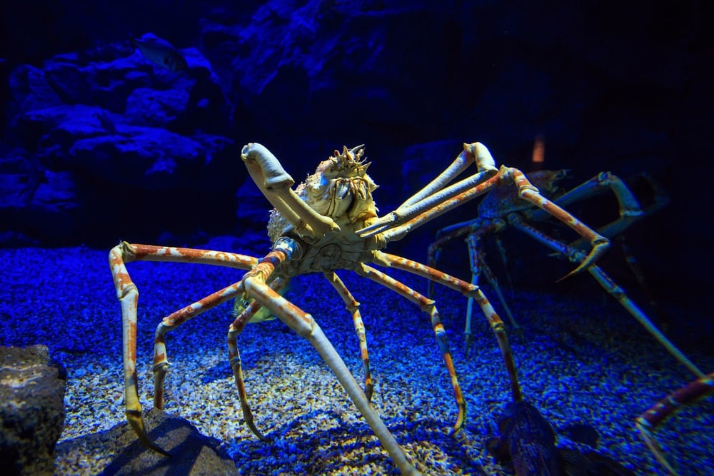 Japanese spider crab in blue ocean