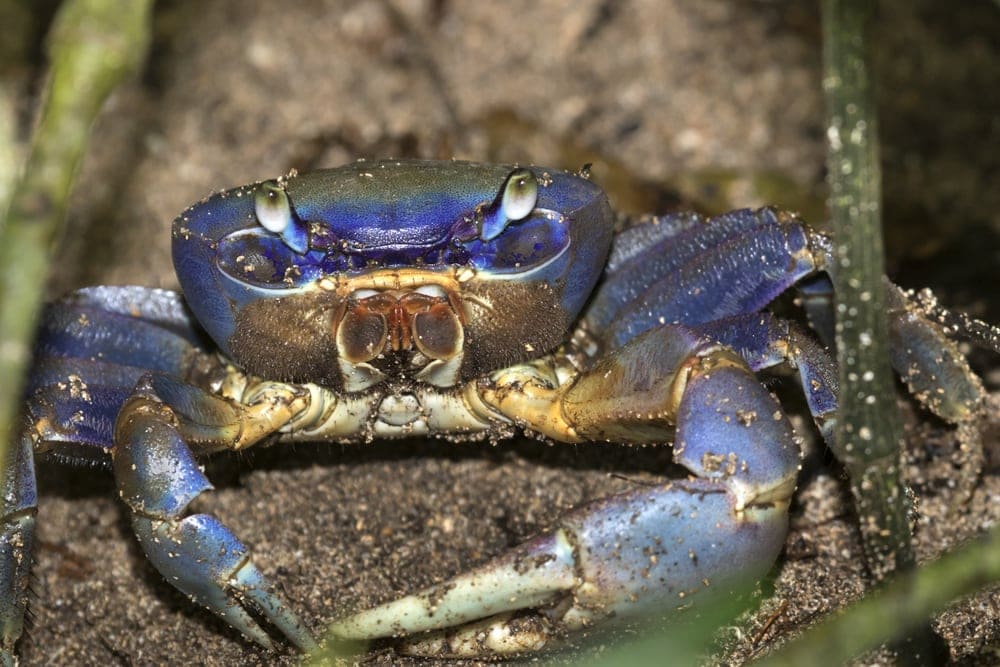 Blue land crab staring in camera