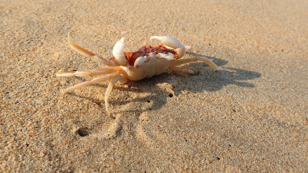 Small crab on a beach sand