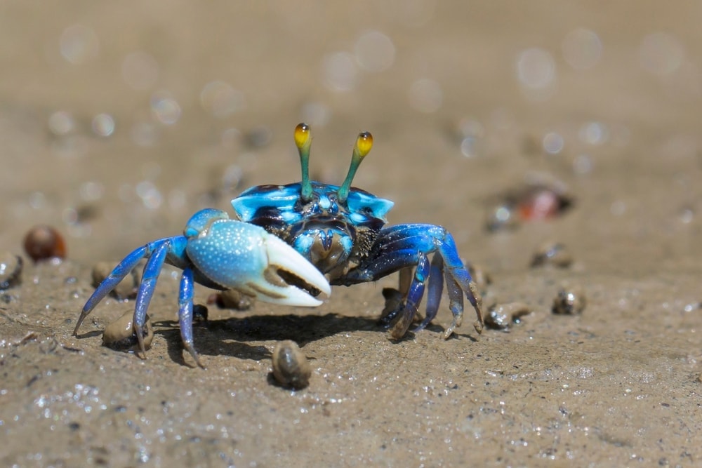 Fiddler crabs on sand