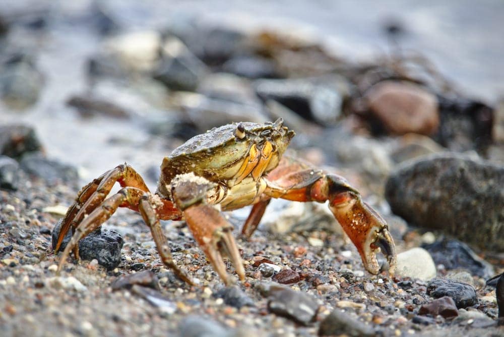 Crab standing in pebbles