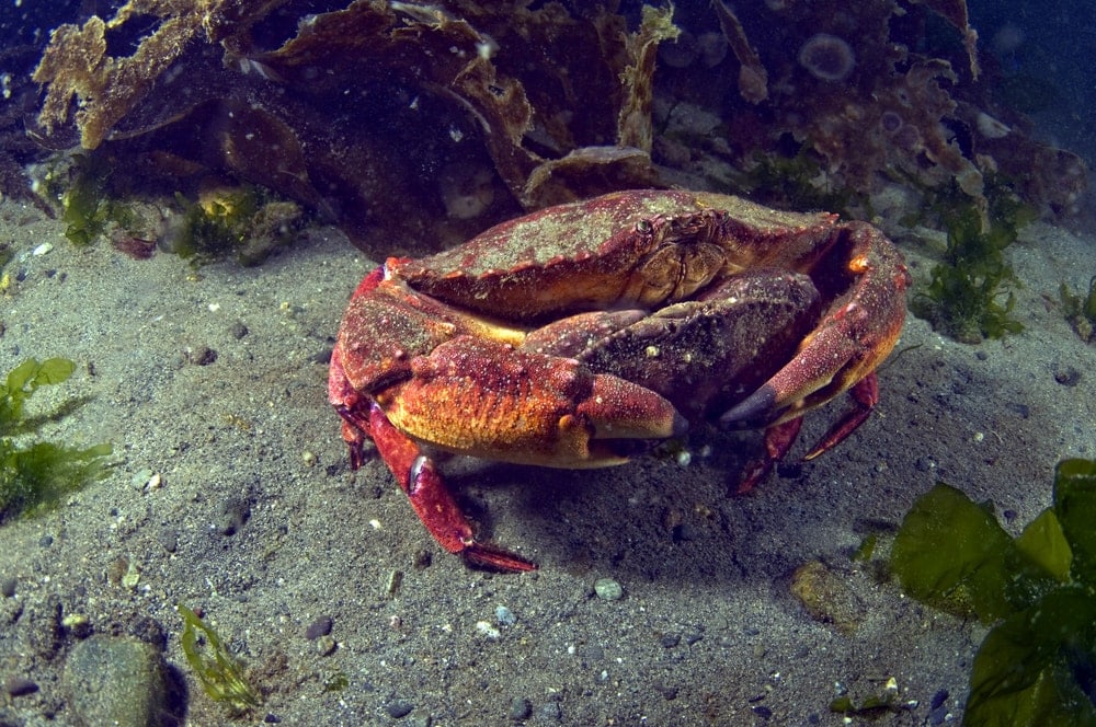 Two red crabs mating