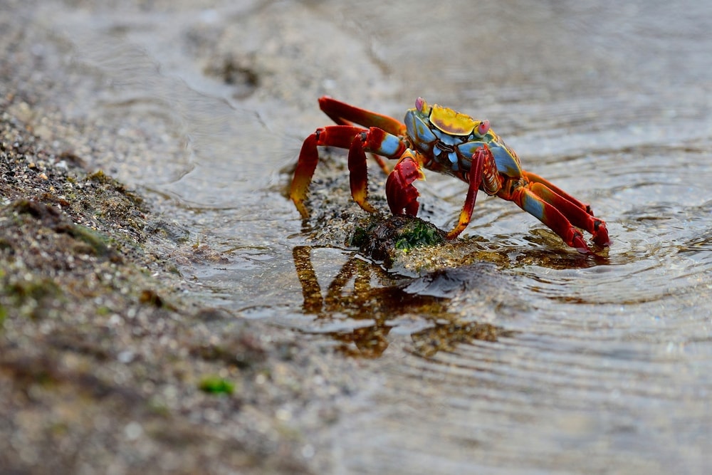 Red crab on rock beside water