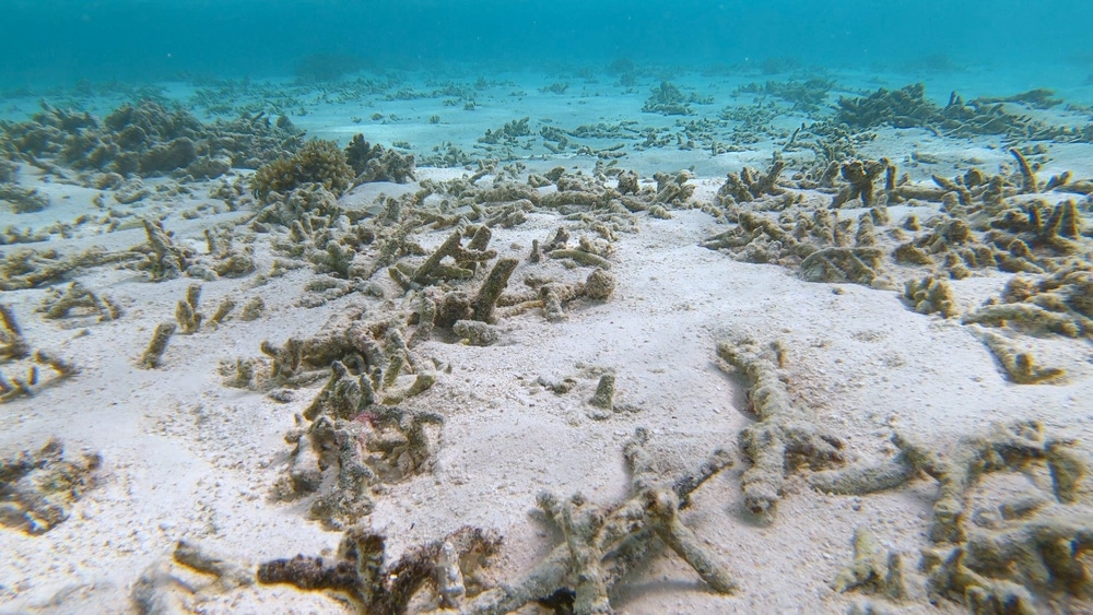 Dead coral reefs